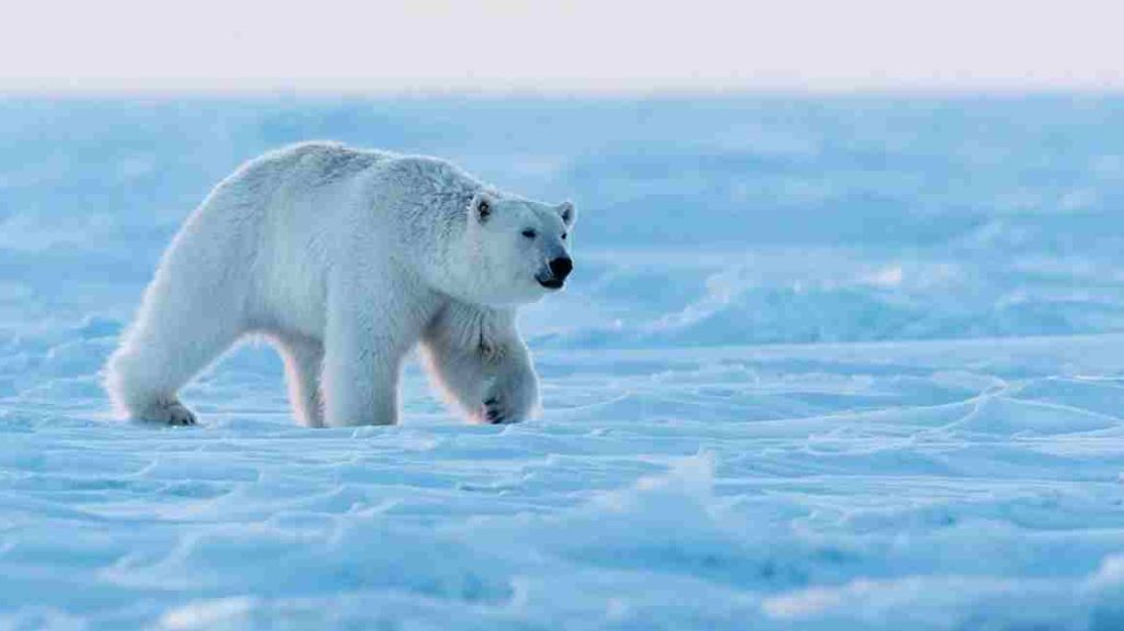 Animais selvagens Urso-Polar