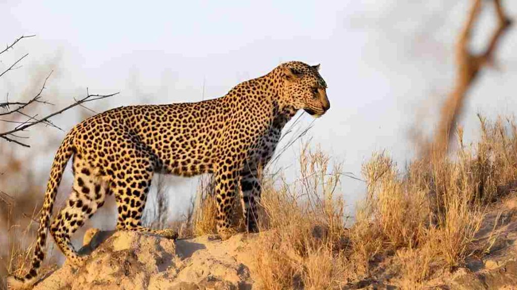 Animais selvagens Leopardo