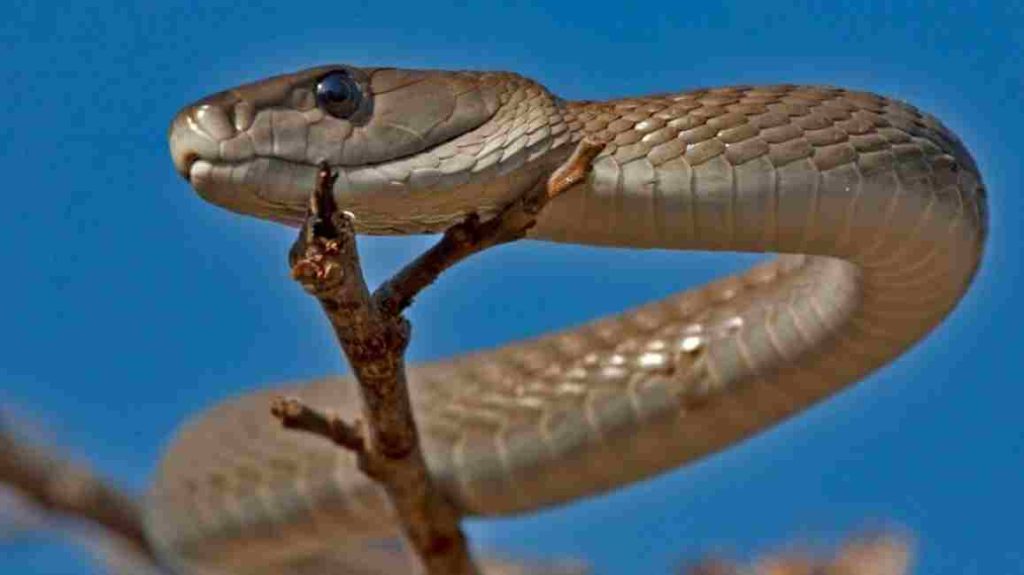 Animais selvagens Mamba-Negra