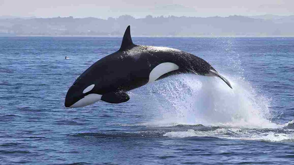 Animais selvagens Orca