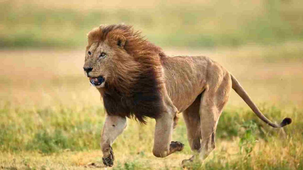 Animais selvagens Leão-Africano