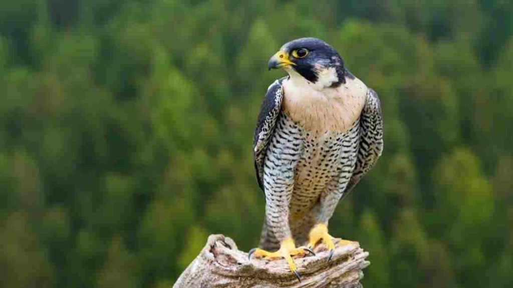 Animais selvagens Falcão-Peregrino (Falco peregrinus)