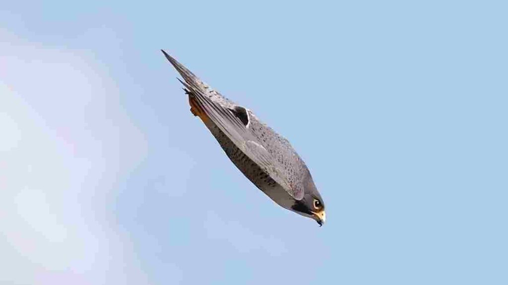 Animais selvagens Falcão-Peregrino (Falco peregrinus)