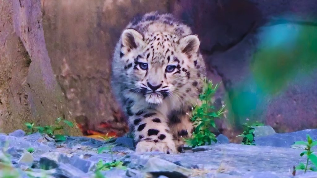 Animais silvestres leopardo das neves