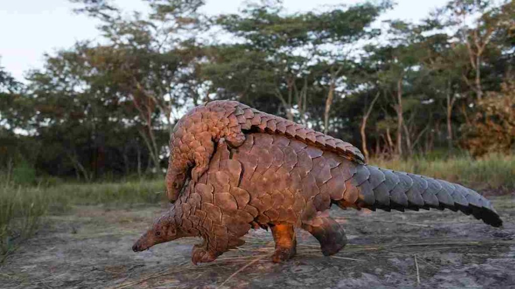 Animais silvestres pangolim