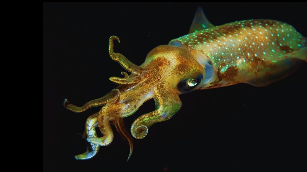 Animais vertebrados e invertebrados diferenças (1)