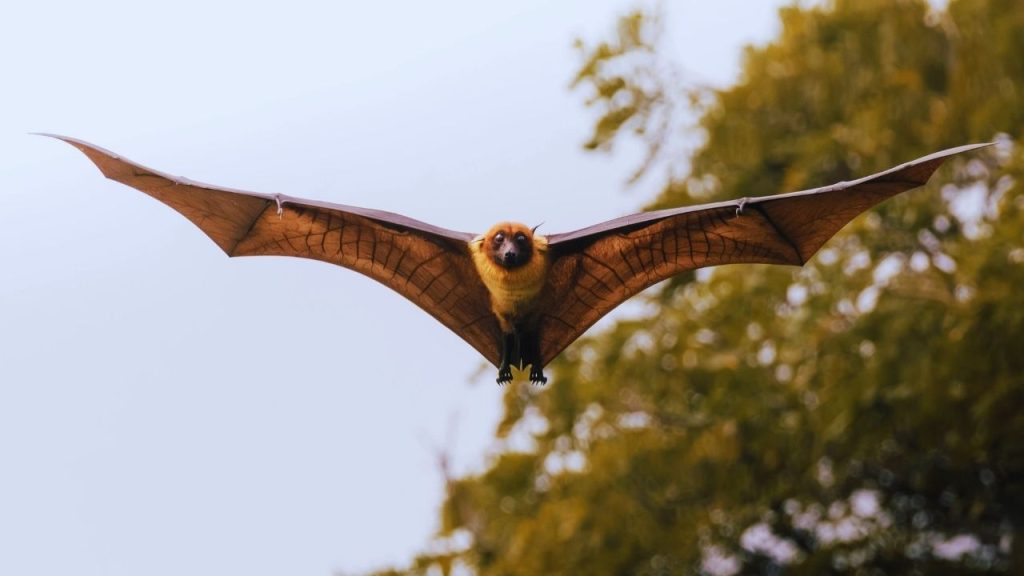 Animais vertebrados e invertebrados diferenças e curiosidades