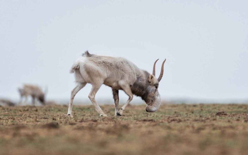 Antílope saiga, Saiga tatarica