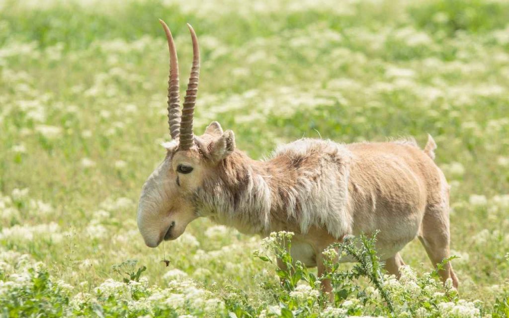Antílope saiga,Saiga tatarica