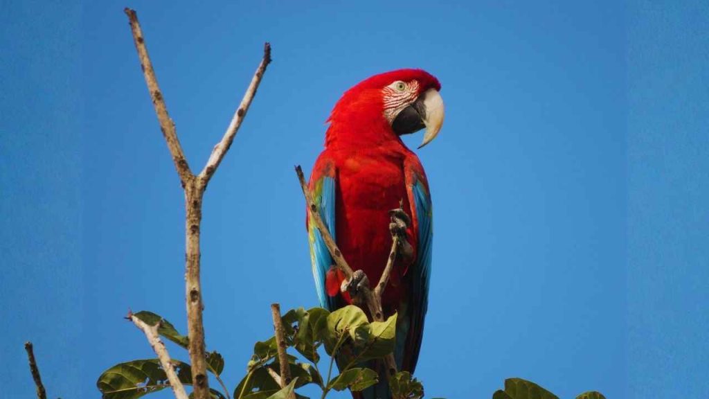 Animais Vermelhos- Arara vermelha