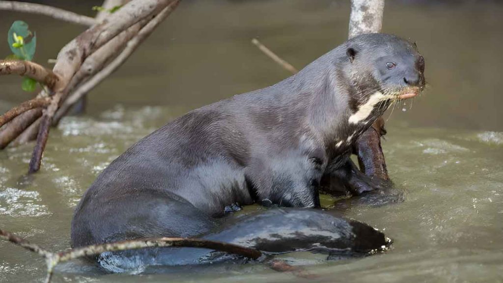 Animais da Amazônia- Ariranha (Pteronura brasiliensis)