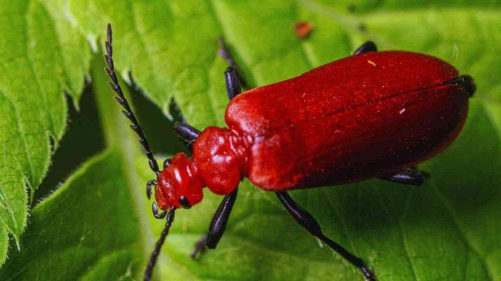 Animais Vermelhos- Besouro cardeal (Pyrochroa coccinea)