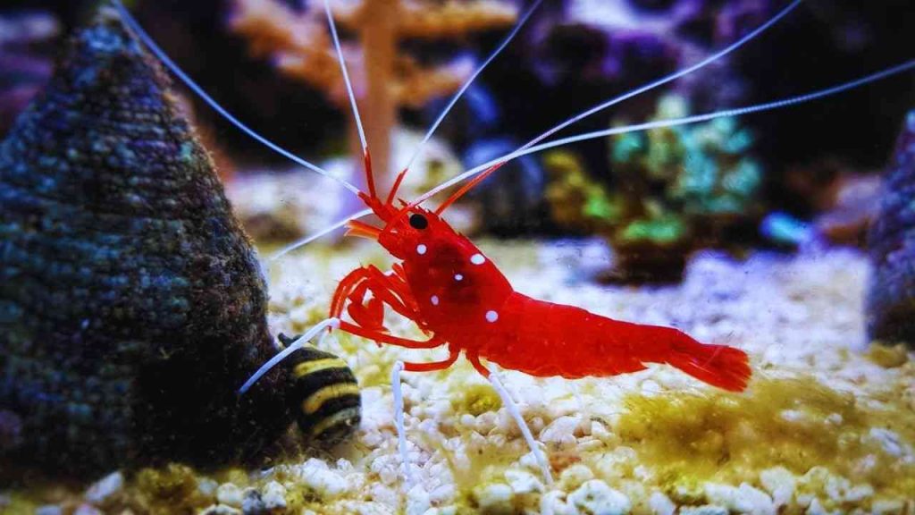 Animais Vermelhos- Camarão de fogo (Lysmata debelius)