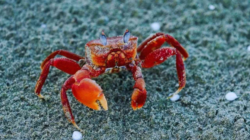 Animais Vermelhos- Caranguejo real vermelho (Paralithodes camtschaticus)