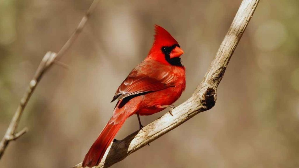 Animais Vermelhos Cardeal (Cardinalis cardinalis)