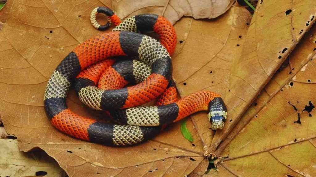 Cobra coral Verdadeira (Micrurus) Foto Renato Gaiga do G1 11zon