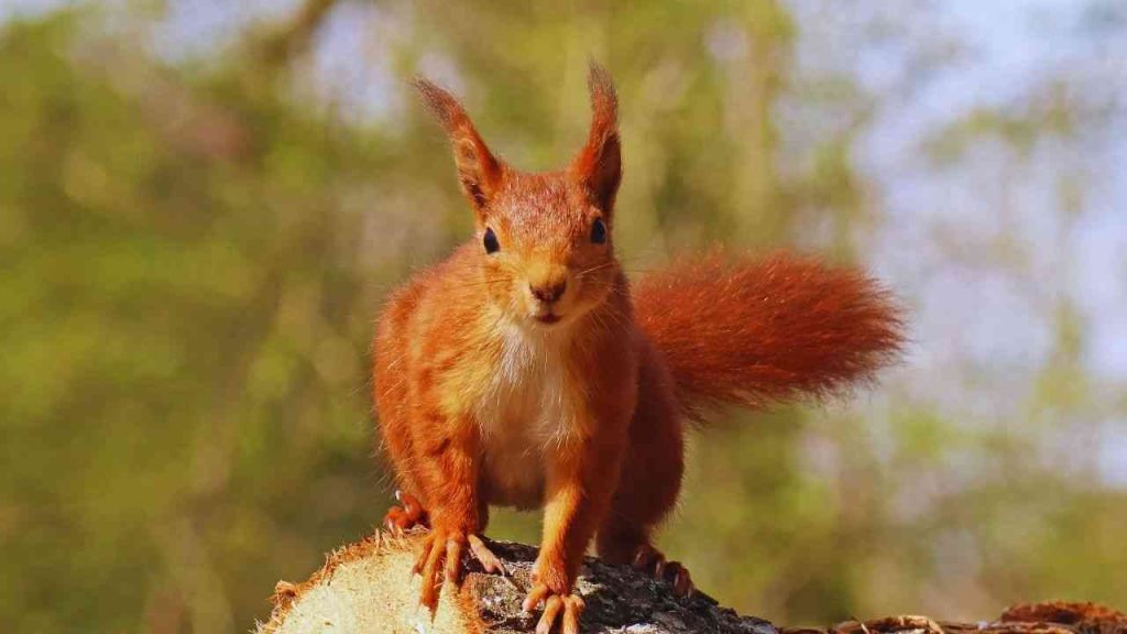 Animais Vermelhos- esquilo Vermelho (Sciurus vulgaris)
