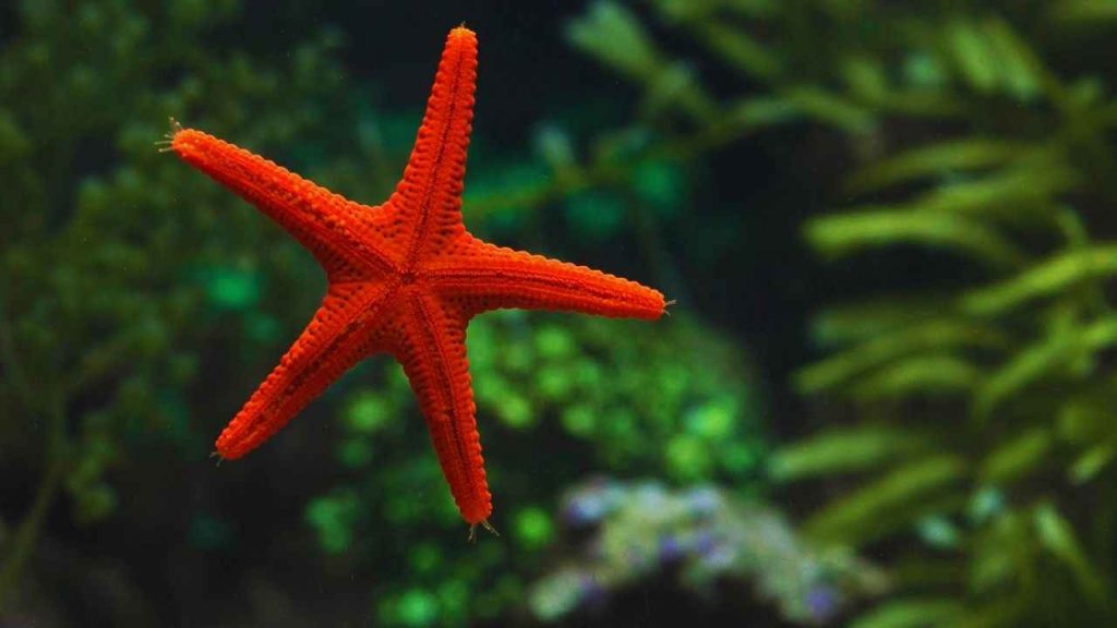 Animais Vermelhos- Estrela do mar (Asteroidea)