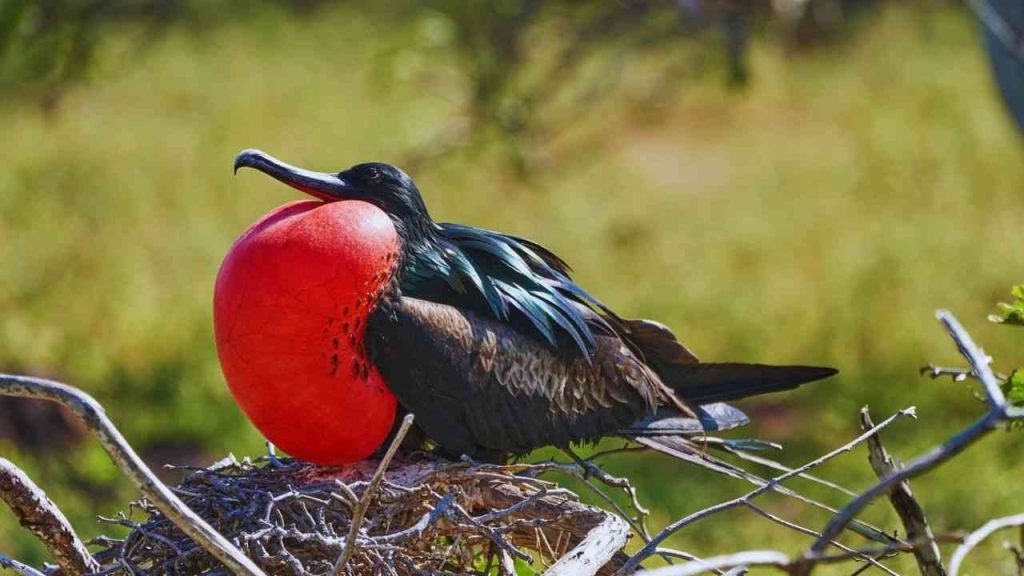 Animais Vermelhos- Fragata (Fregata magnificens)
