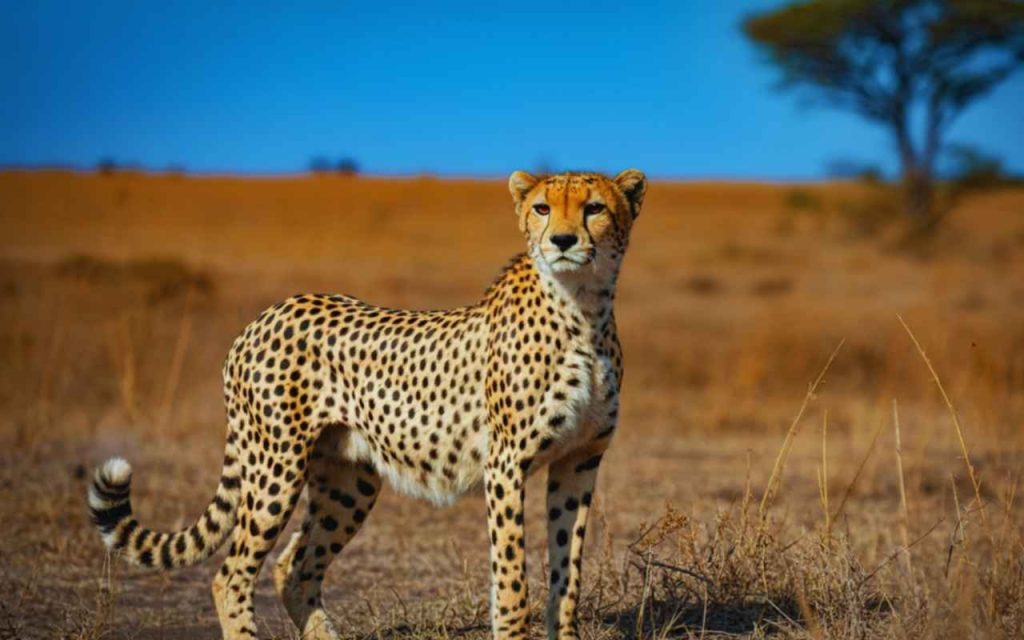 Animais Terrestres- Guepardo
