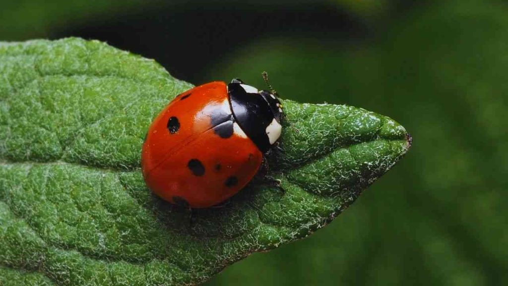 Joaninha (Coccinellidae)