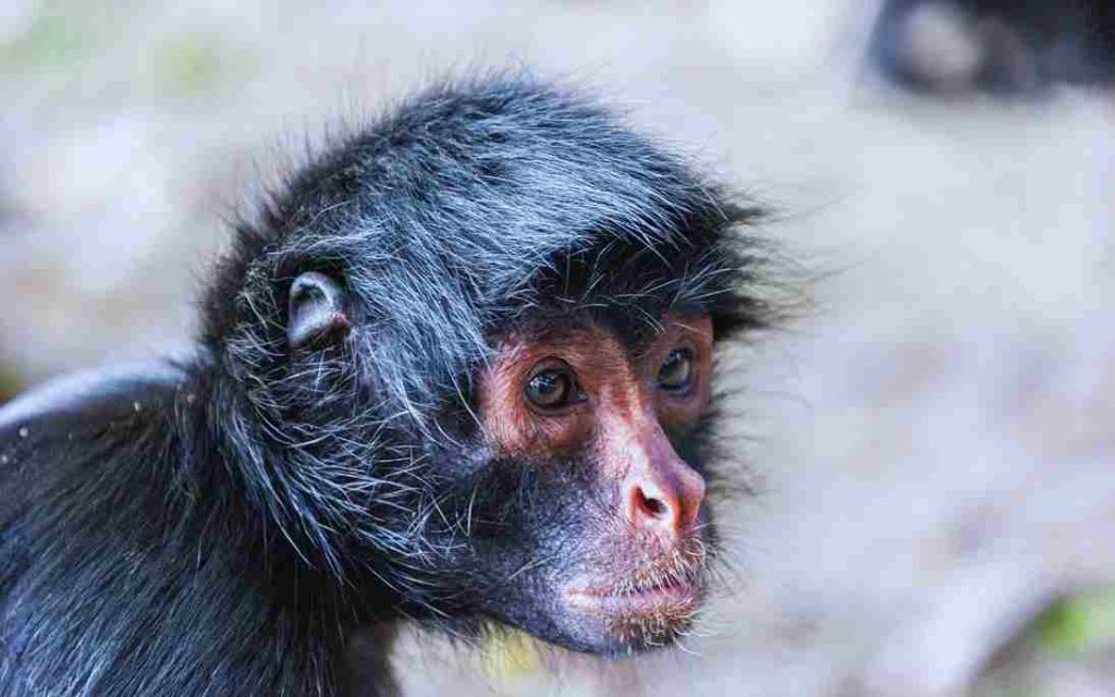 Macaco Aranha da Cara Branca (Ateles belzebuth)