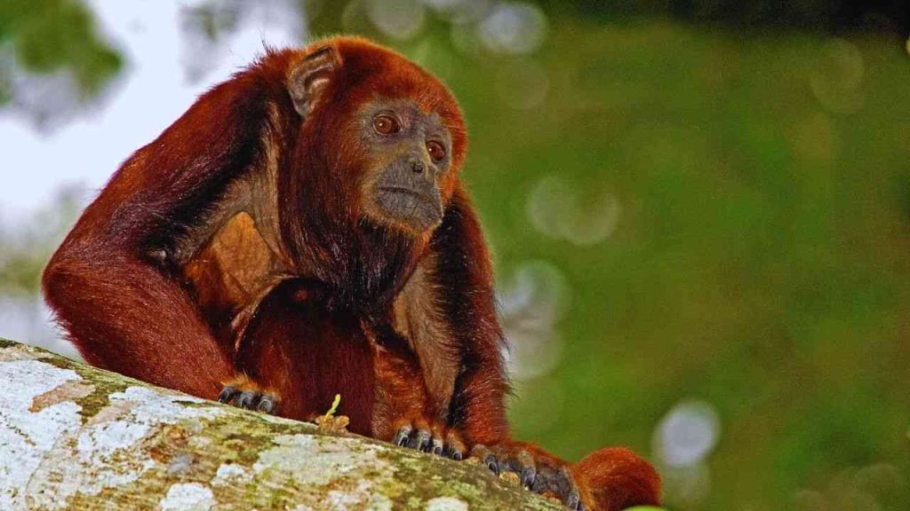 Animais Vermelhos- Macaco uivador vermelho (Alouatta seniculus)