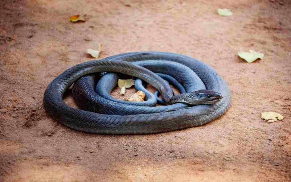 Animais com a letra M Mamba negra