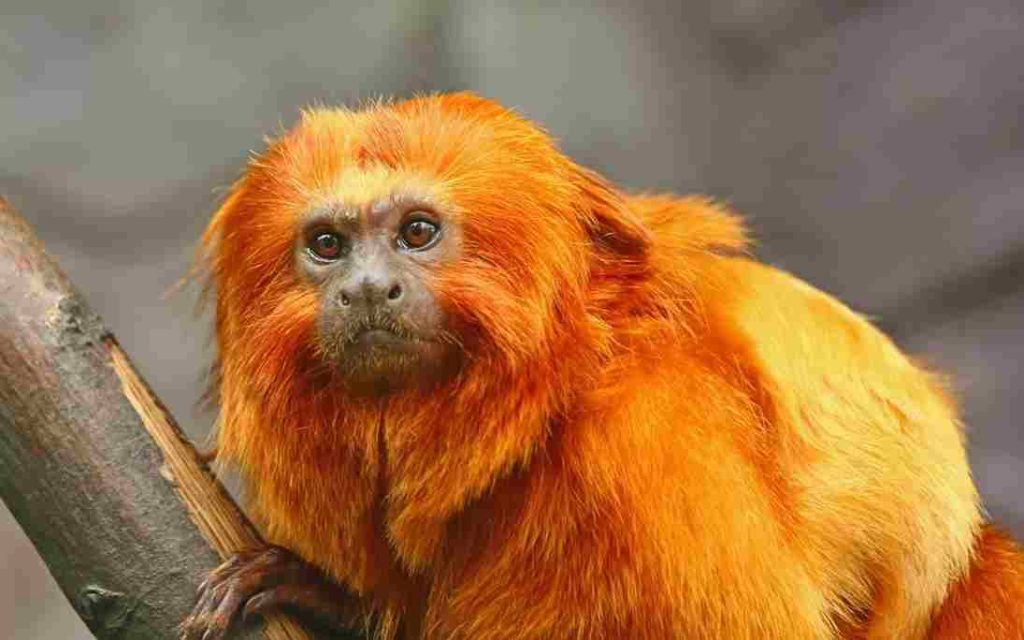 Animais com a letra M Mico leão dourado