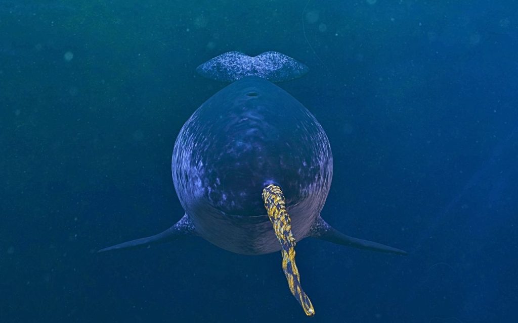 Narval Monodon monoceros