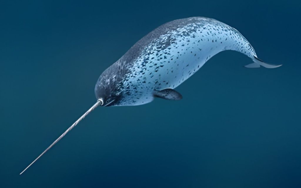 Narval Monodon monoceros