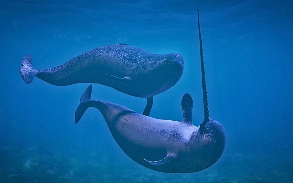 Narval Monodon monoceros