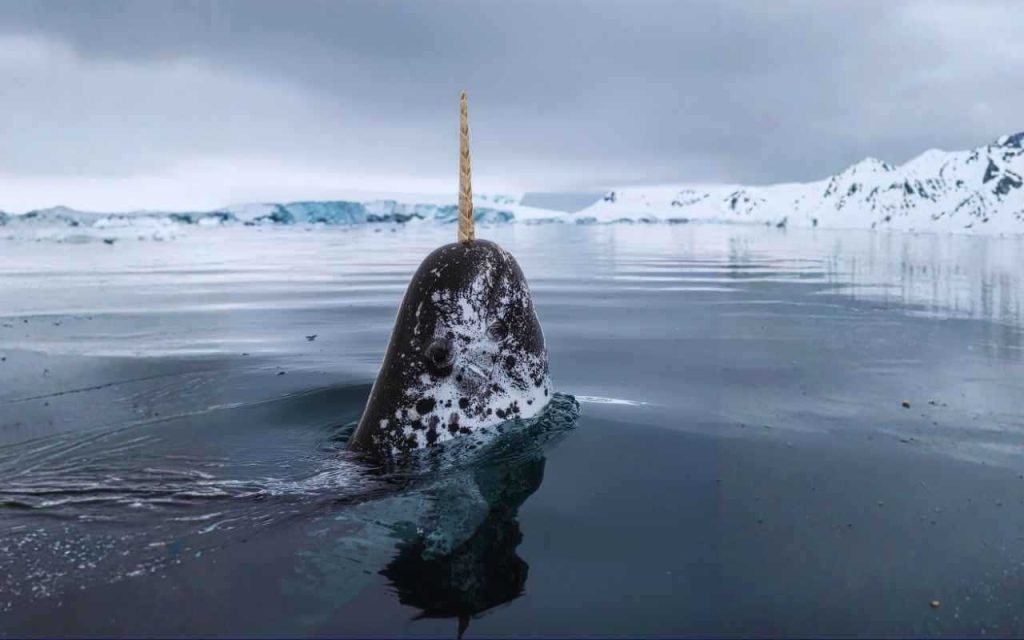 Narval Monodon monoceros