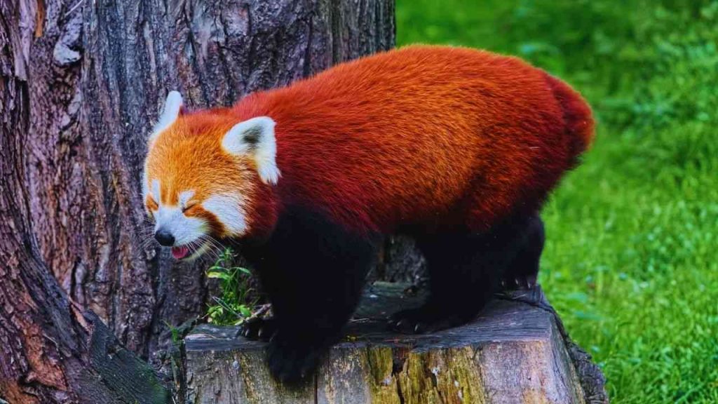 Animais Vermelhos- Panda Vermelho (Ailurus fulgens)