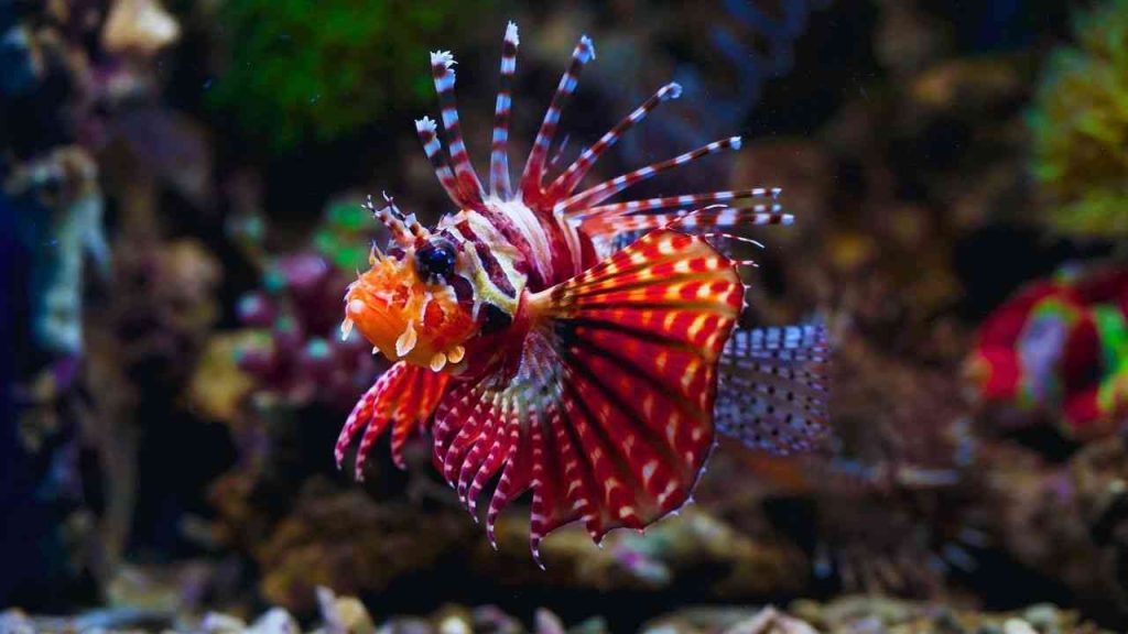 Animais Vermelhos- Peixe leão (Pterois volitans)