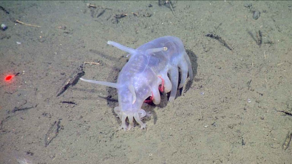 Porco do Mar (Scotoplanes globosa)