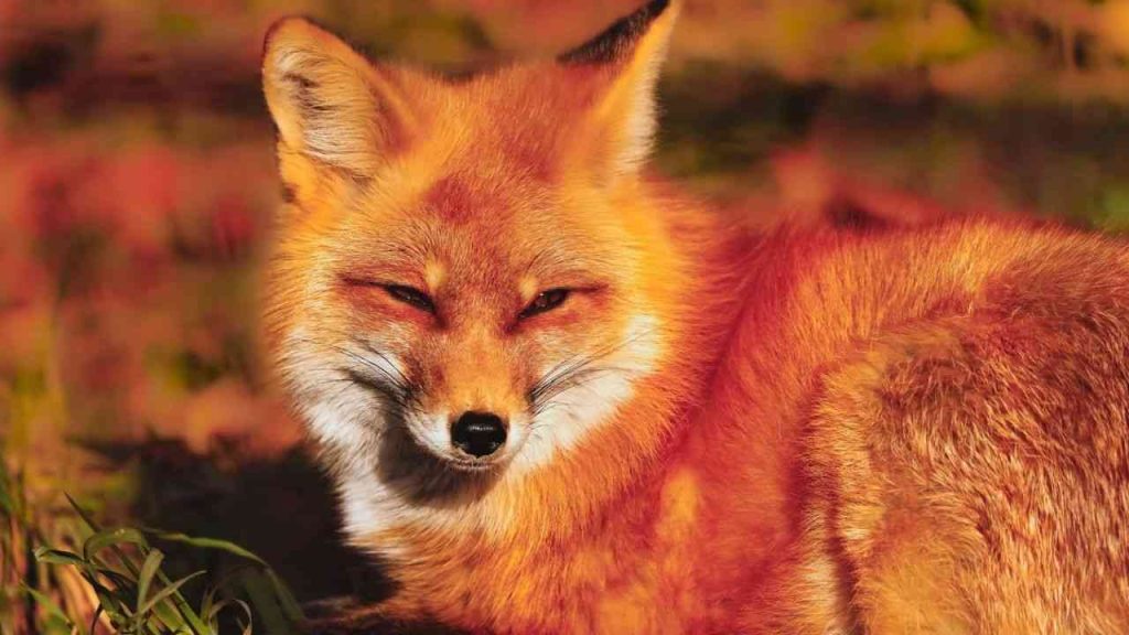 Animais Vermelhos- Raposa Vermelha (Vulpes vulpes)