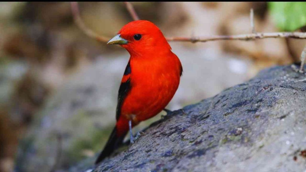 Animais Vermelhos- Tanager Escarlate