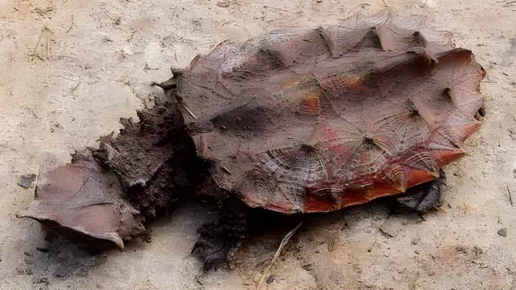 Animais feios- Tartaruga Matamata (Chelus fimbriata)