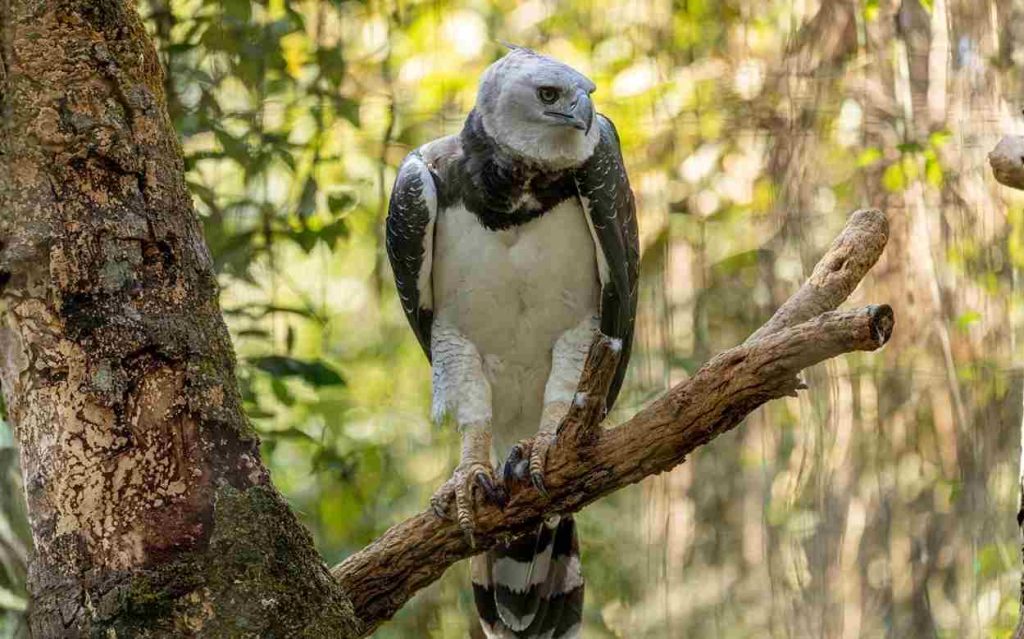 Animais da Amazônia-Harpia (Harpia harpyja)