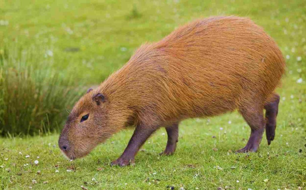 Animais do Pantanal-Capivara (Hydrochoerus hydrochaeris)