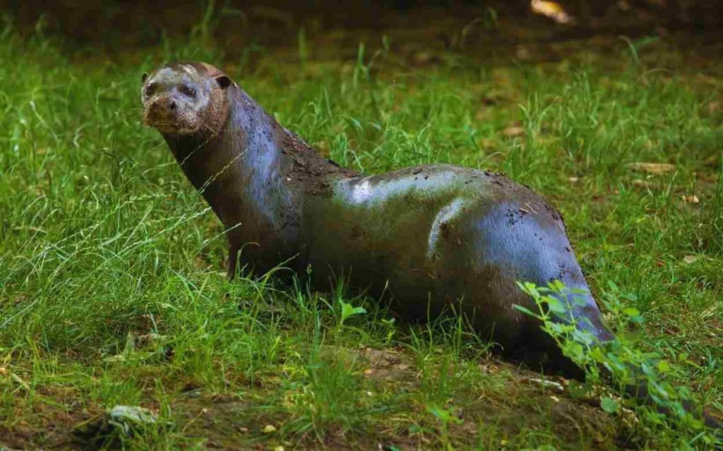 Animais da amazônia-Ariranha (Pteronura brasiliensis)