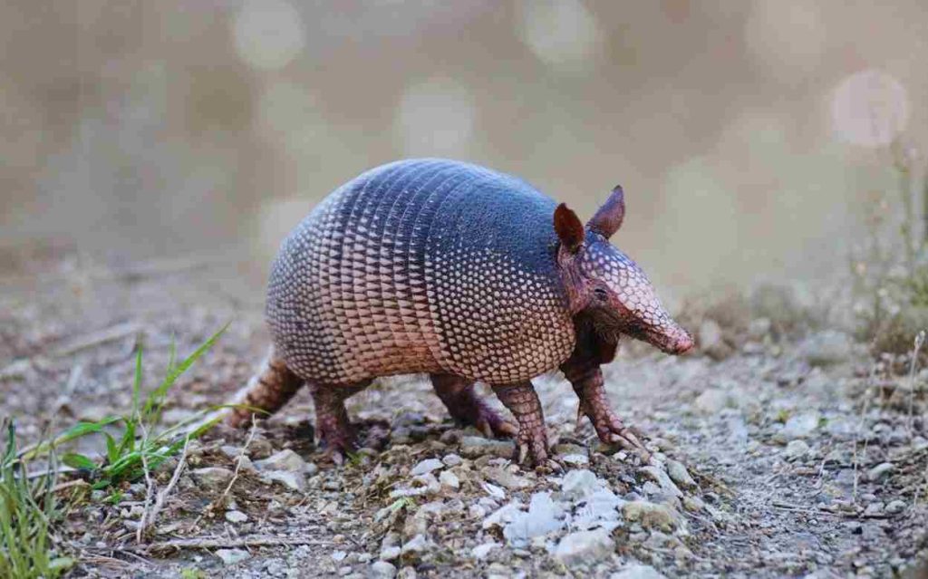 Animais da amazônia- Tatu-Canastra (Priodontes maximus)