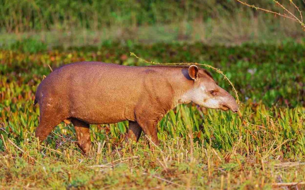 Animais do Cerrado- Anta (Tapirus terrestris)