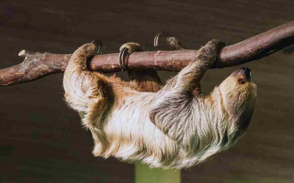 Animais da amazônia-Preguiça-de-Três-Dedos (Bradypus tridactylus)