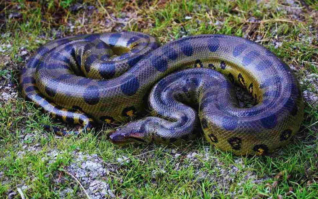 Animais do Pantanal-Sucuri-Verde (Eunectes murinus)