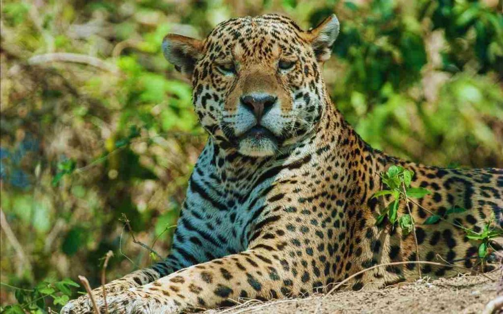 Animais do Pantanal- Onça-Pintada (Panthera onca)