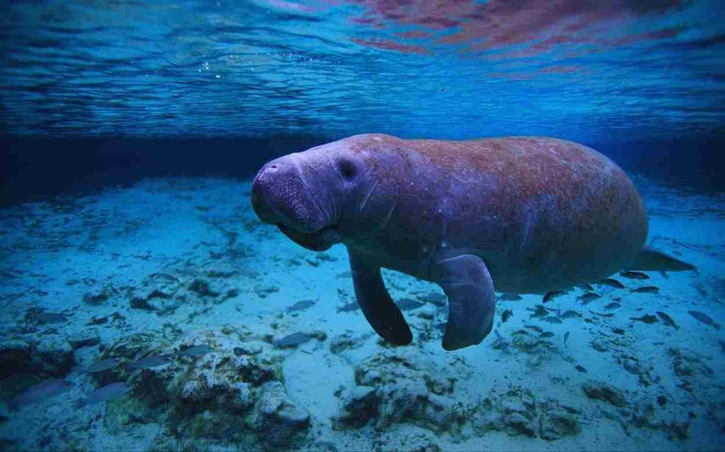 Animais da amazônia- Peixe-Boi da Amazônia (Trichechus inunguis)