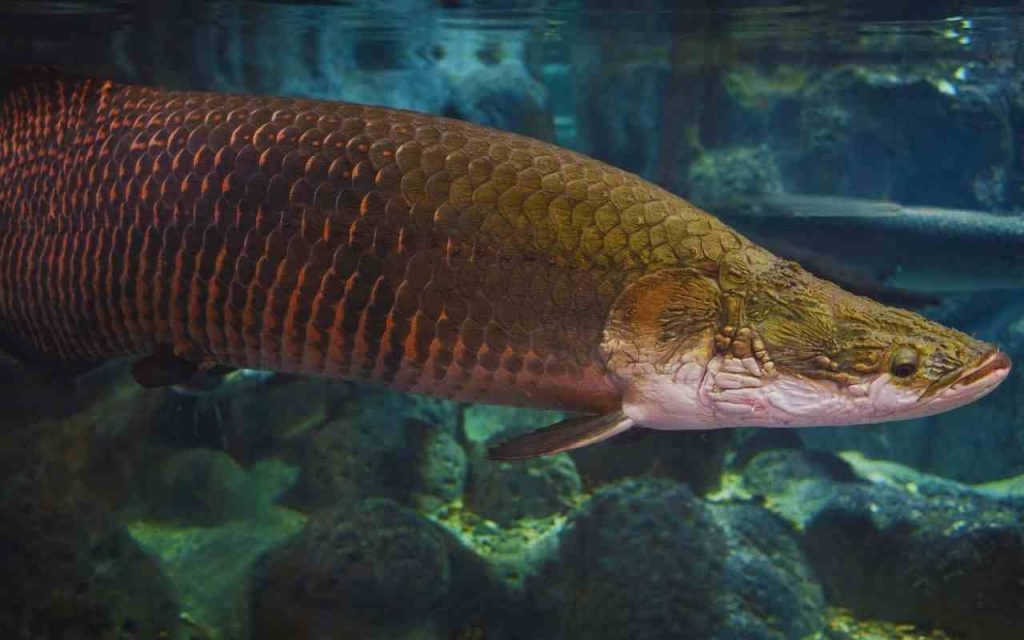 Animais da amazônia-Pirarucu (Arapaima gigas)