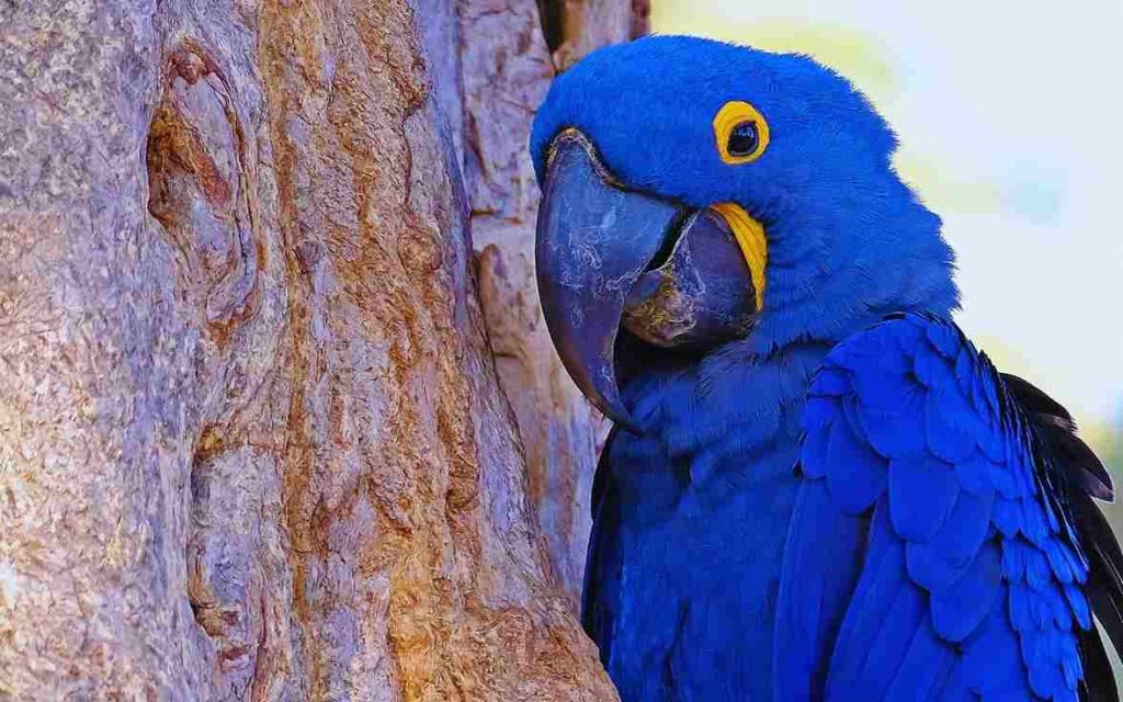 Animais do Pantanal-Arara-Azul (Anodorhynchus hyacinthinus)